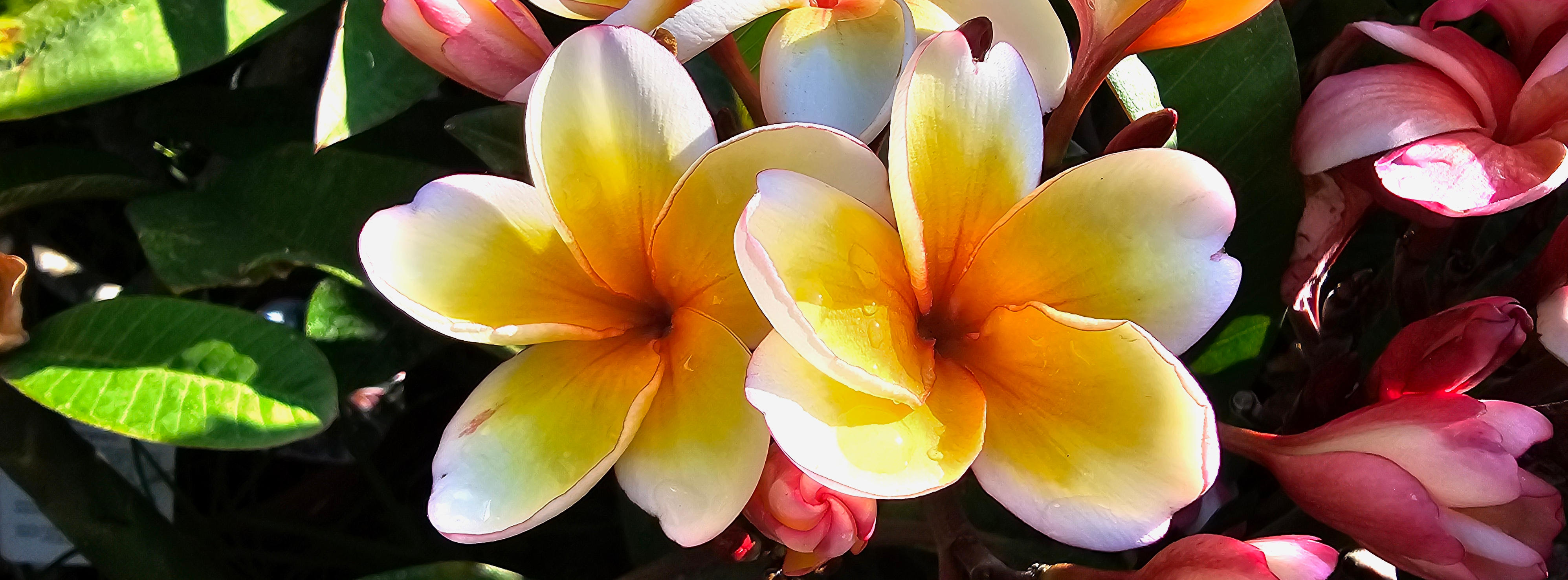 Plumeria und Frangipanis machen süchtig!