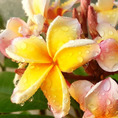 California Sunset - Friss őszibarack illata van