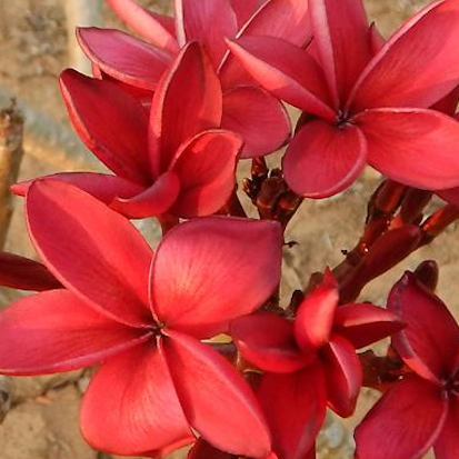 Cardinal - Virágok olyan vörösek, mint a vér