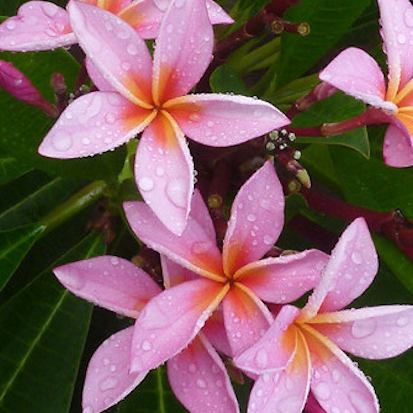 Gemini - finom, gyönyörű rózsaszín virágok