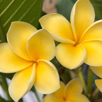 Inca Gold - aranyló virágok és intenzív illat