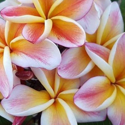 Jackie, minden kollekcióban ott kellene lennie