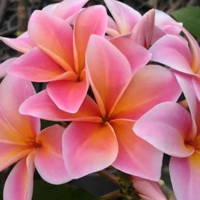 Mardi Gras - valószínűleg a legszebb színpompás látvány az összes plumériák
 közül