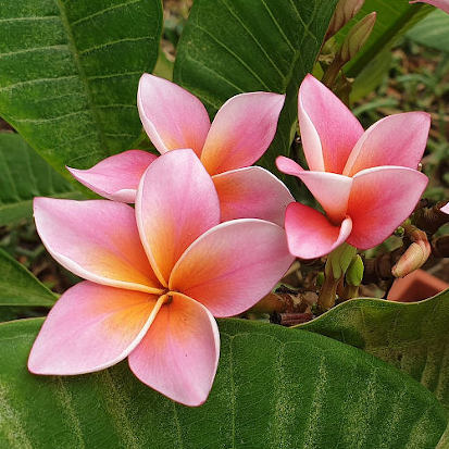 Mystique - elegáns és jól virágzik