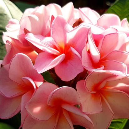 Rhapsody, egy megbízható virágzó