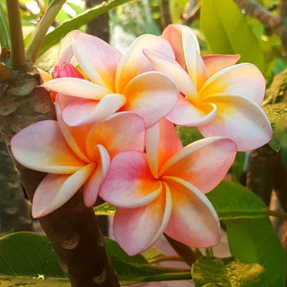 Divine, az egyik legnépszerűbb Plumeria fajta