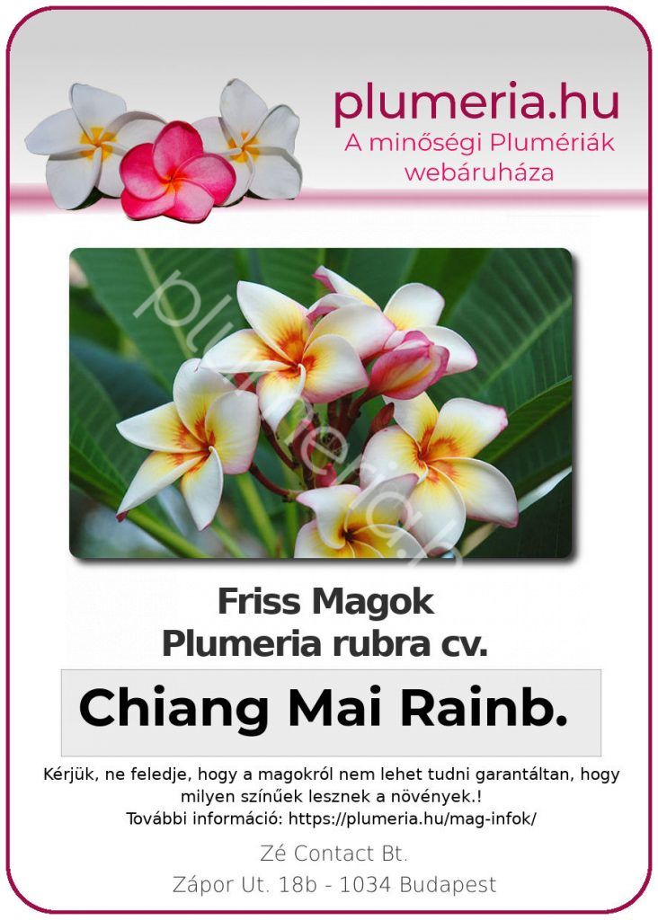 Plumeria rubra "Chiang Mai Rainbow"