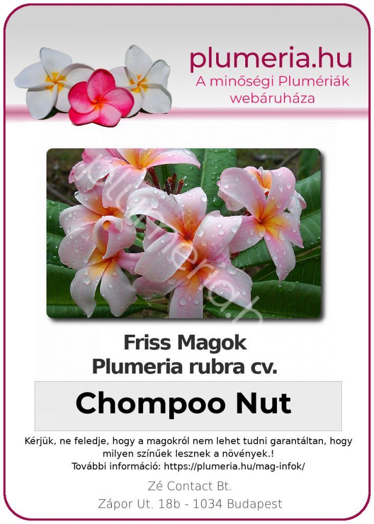 Plumeria rubra "Chompoo Nut"