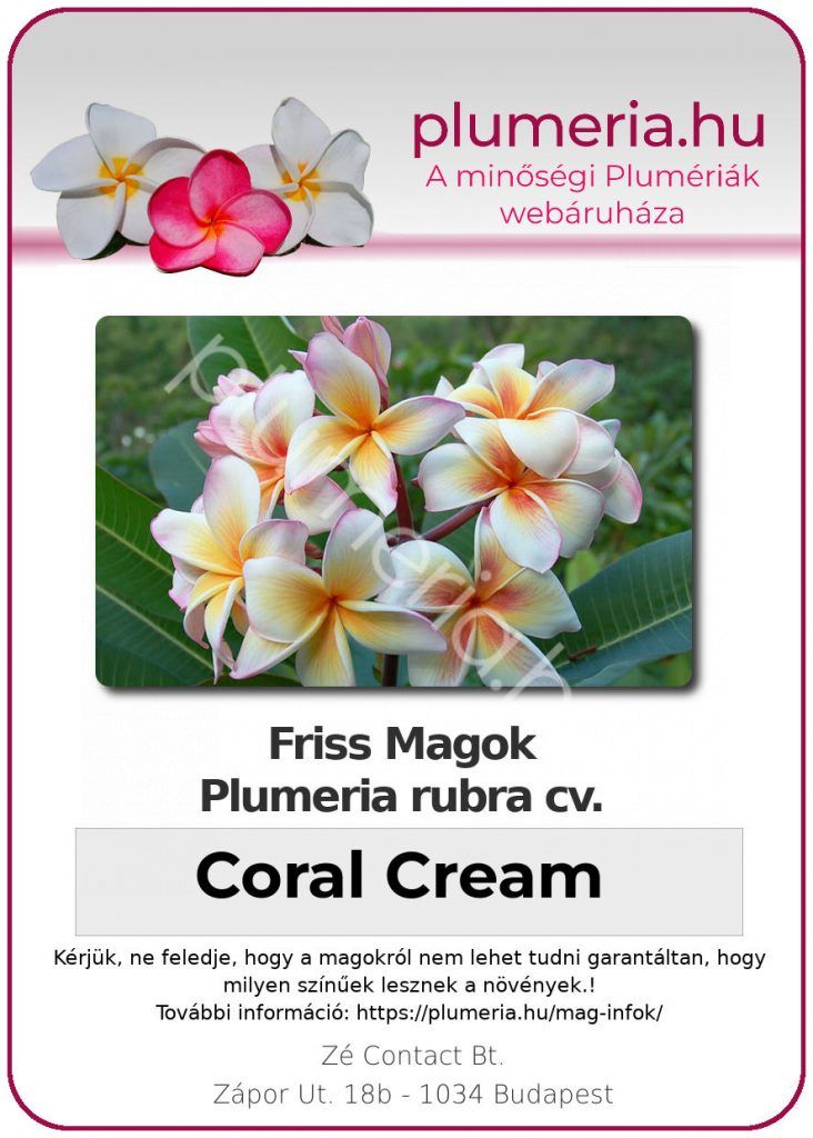 Plumeria rubra "Coral Cream"