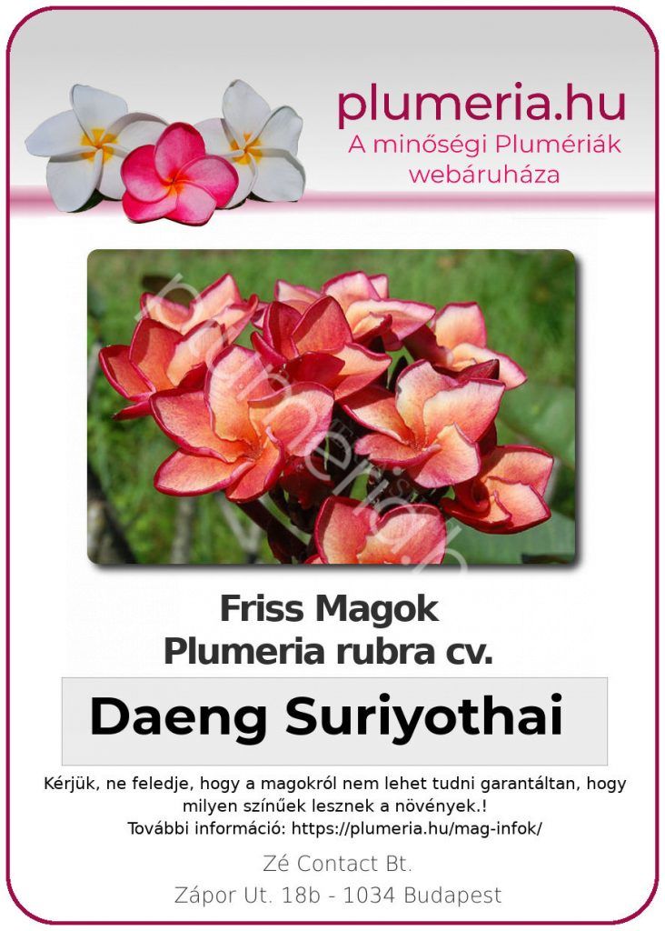 Plumeria rubra "Daeng Suriyothai"
