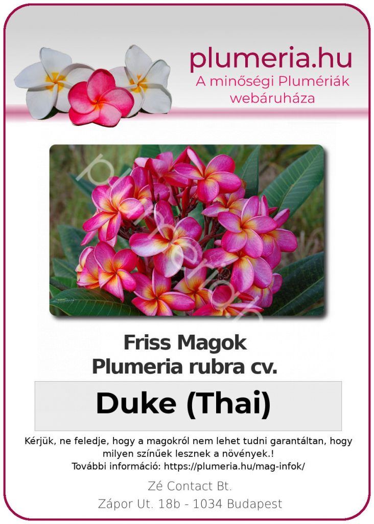 Plumeria rubra "Duke" (Thai)