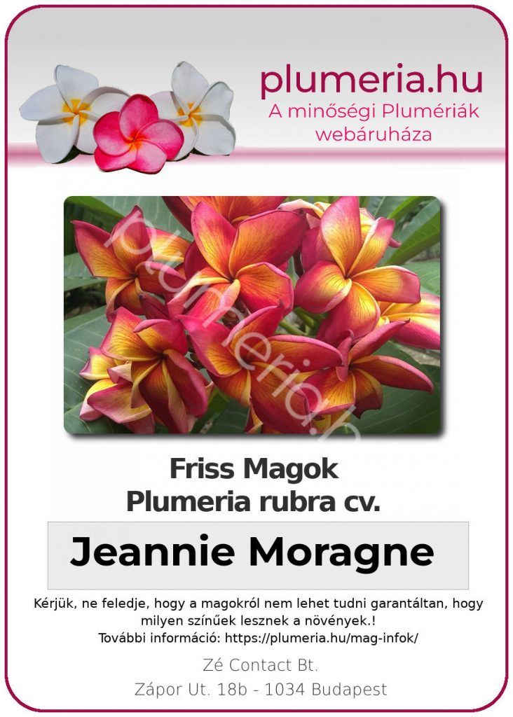 Plumeria rubra "Jeannie Moragne"