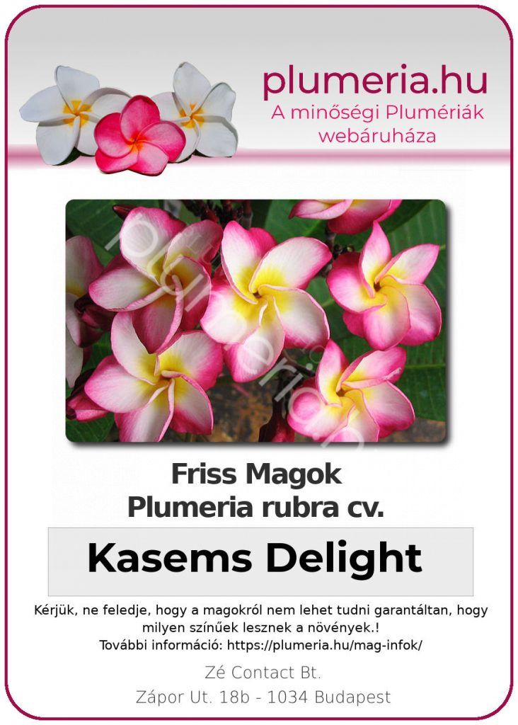 Plumeria rubra "Kasem's Delight"