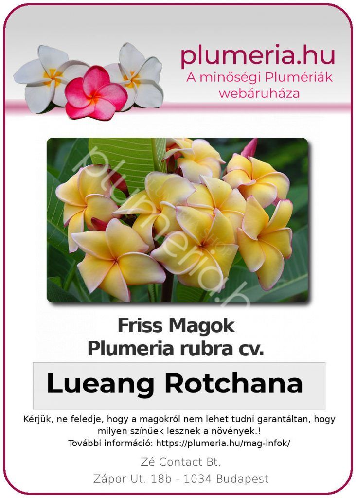 Plumeria rubra "Lueang Rotchana"