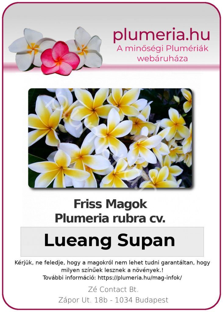 Plumeria rubra "Lueang Supan" (Celadine)