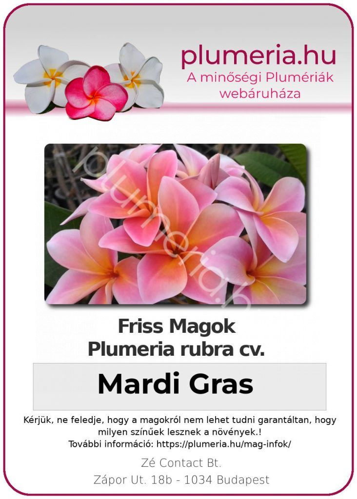 Plumeria rubra "Mardi Gras"