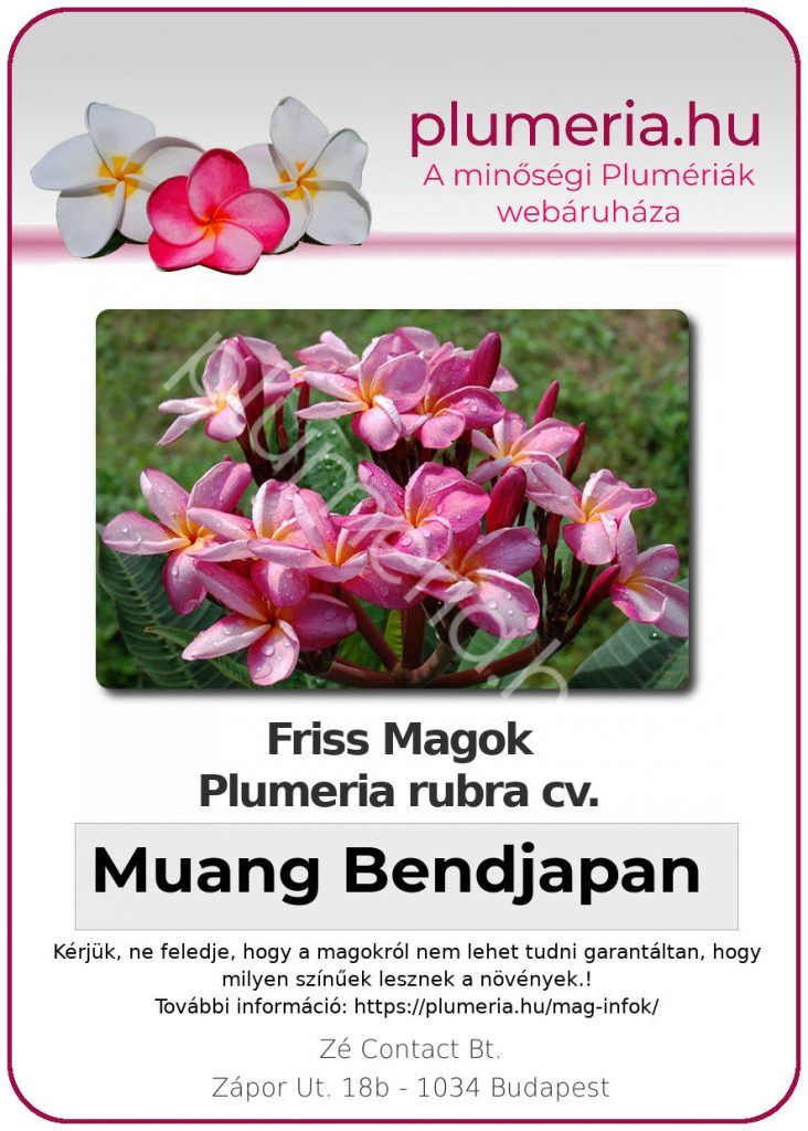 Plumeria rubra "Muang Bendjapan"