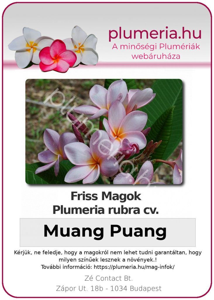 Plumeria rubra "Muang Puang"
