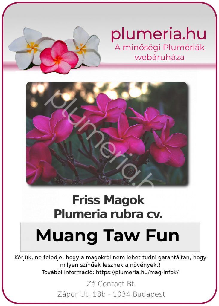 Plumeria rubra "Muang Taw Fun"