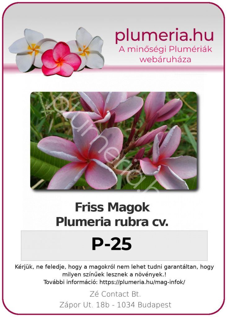 Plumeria rubra "P-25"