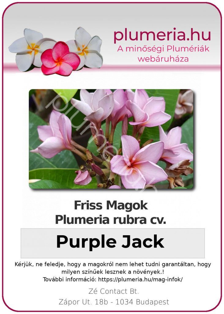 Plumeria rubra "Purple Jack"