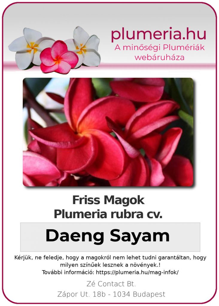 Plumeria rubra "Daeng Sayam"
