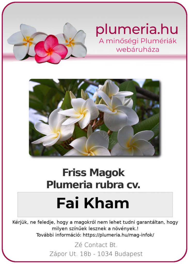 Plumeria rubra "Fai Kham"