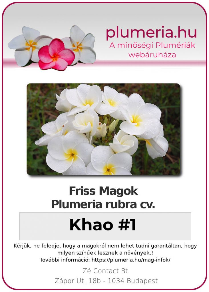 Plumeria rubra "Khao #1"