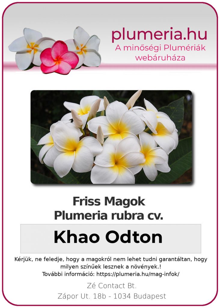 Plumeria rubra "Khao Odton"