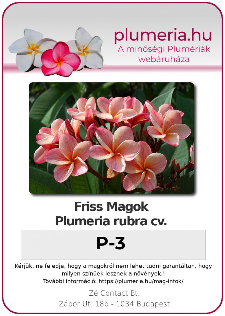 Plumeria rubra "P-3"