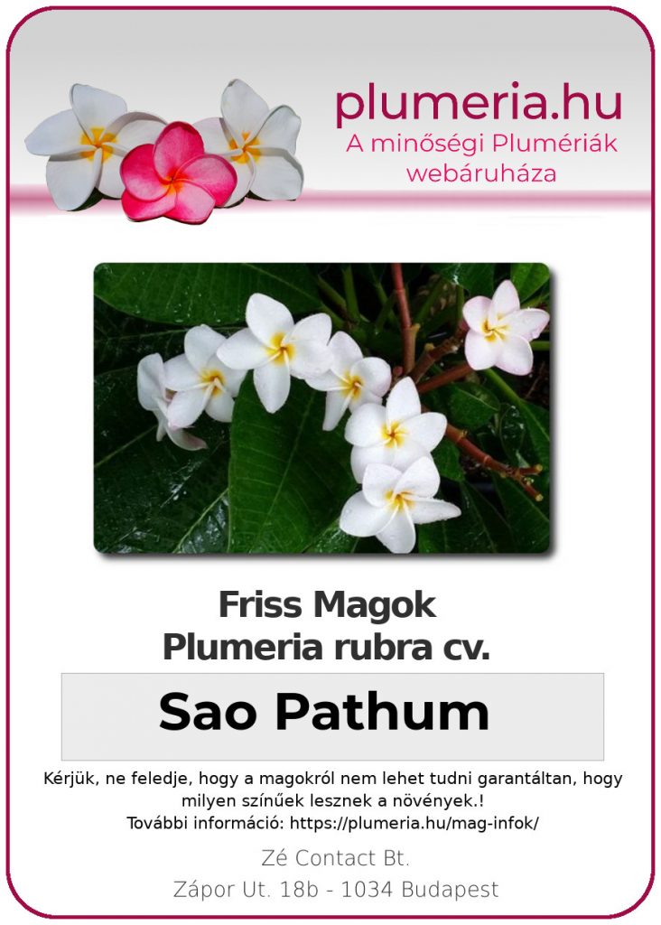 Plumeria rubra "Sao Pathum"