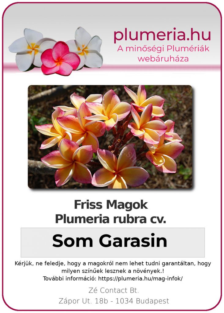 Plumeria rubra "Som Garasin" aka "Penang Peach"