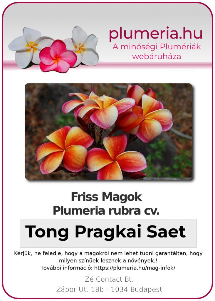 Plumeria rubra "Tong Pragkai Saet"