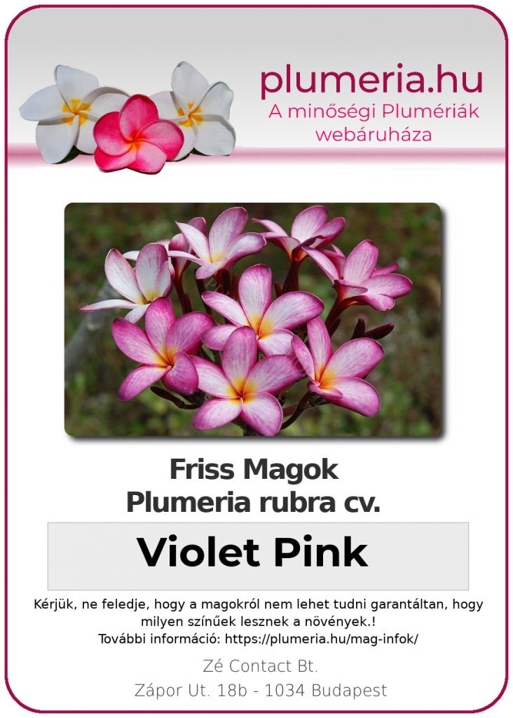 Plumeria rubra "Violet Pink"