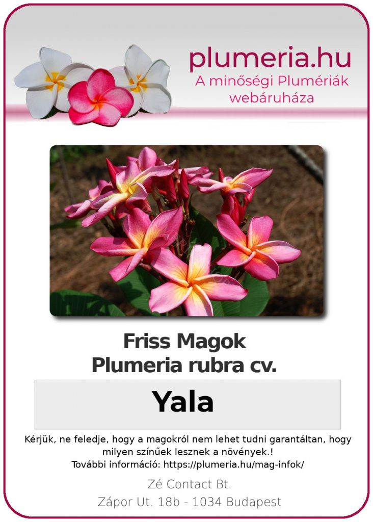 Plumeria rubra "Yala"