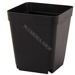 Plumeria cserép, közepes méretben, 13x13x13cm