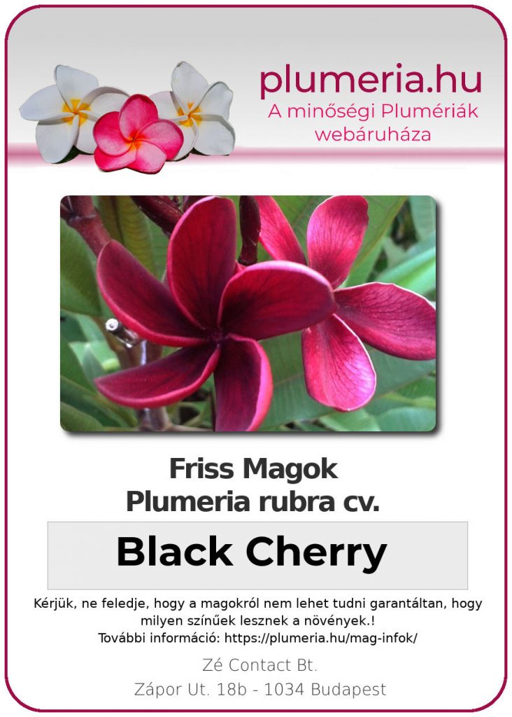 Plumeria rubra "Black Cherry"