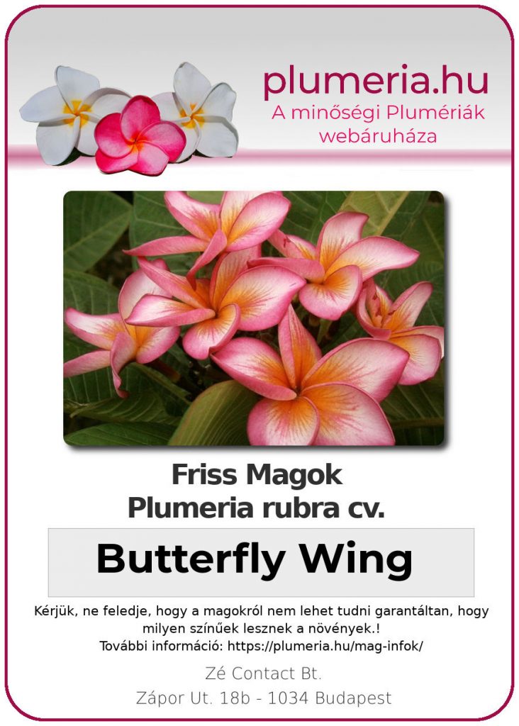 Plumeria rubra "Butterfly Wing"