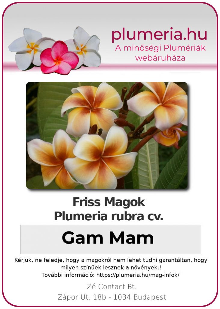 Plumeria rubra "Gam Mam"