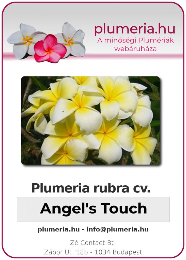 Plumeria rubra "Angel's Touch" - dugvány