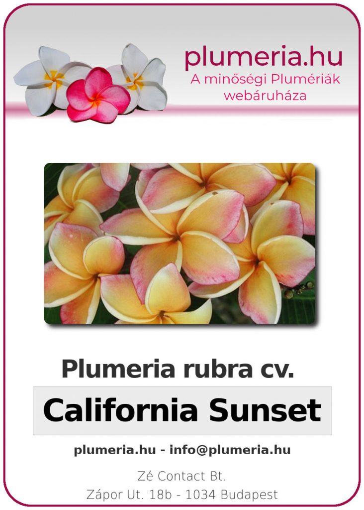 Plumeria rubra "California Sunset" - dugvány