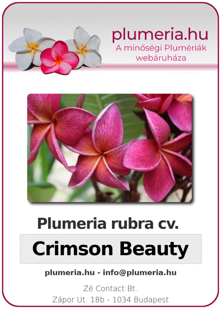Plumeria rubra "Crimson Beauty"
