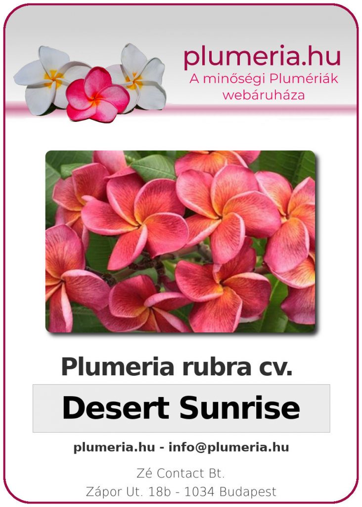 Plumeria rubra "Desert Sunrise" - dugvány