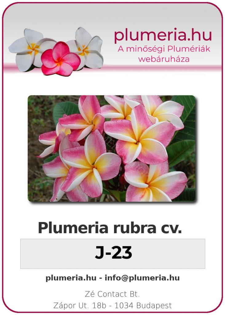 Plumeria rubra "J23"
