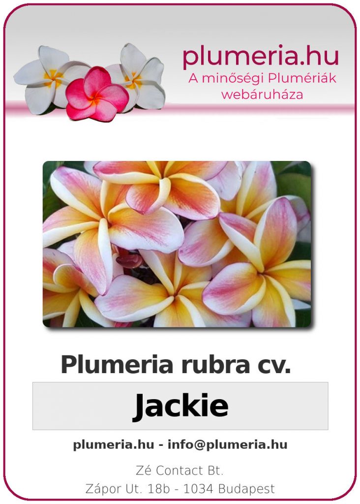 Plumeria rubra "Jackie"