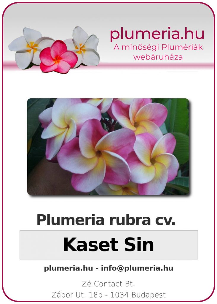 Plumeria rubra "Kaset Sin"