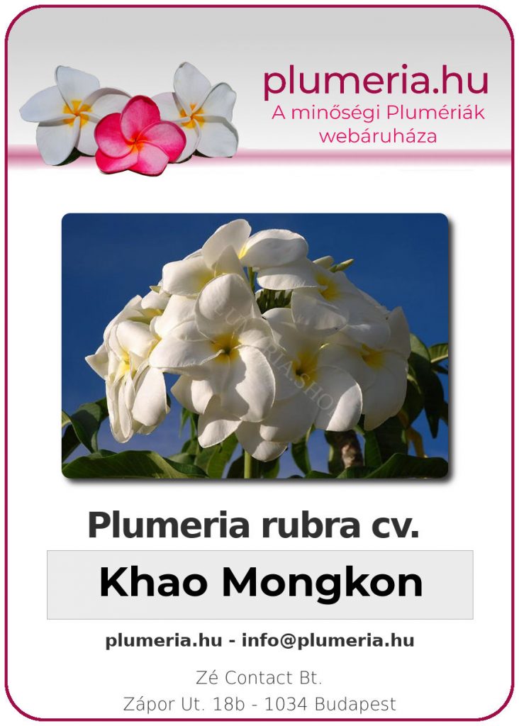 Plumeria rubra "Khao Mongkon"