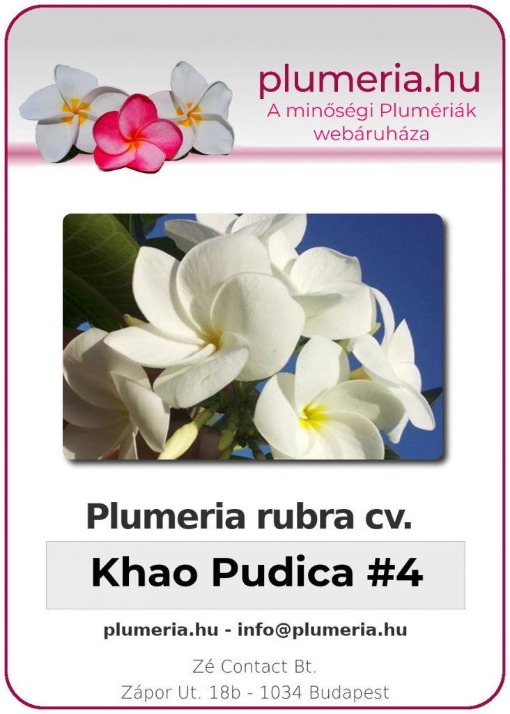 Plumeria rubra "Khao Pudica #4"