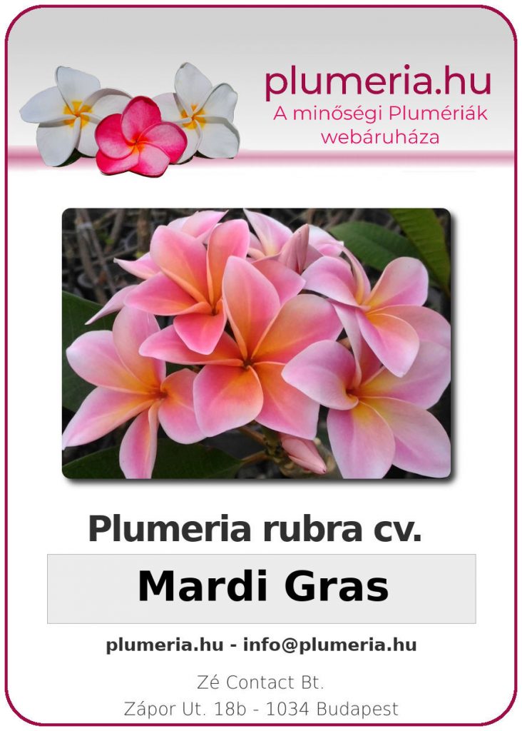 Plumeria rubra "Mardi Gras"