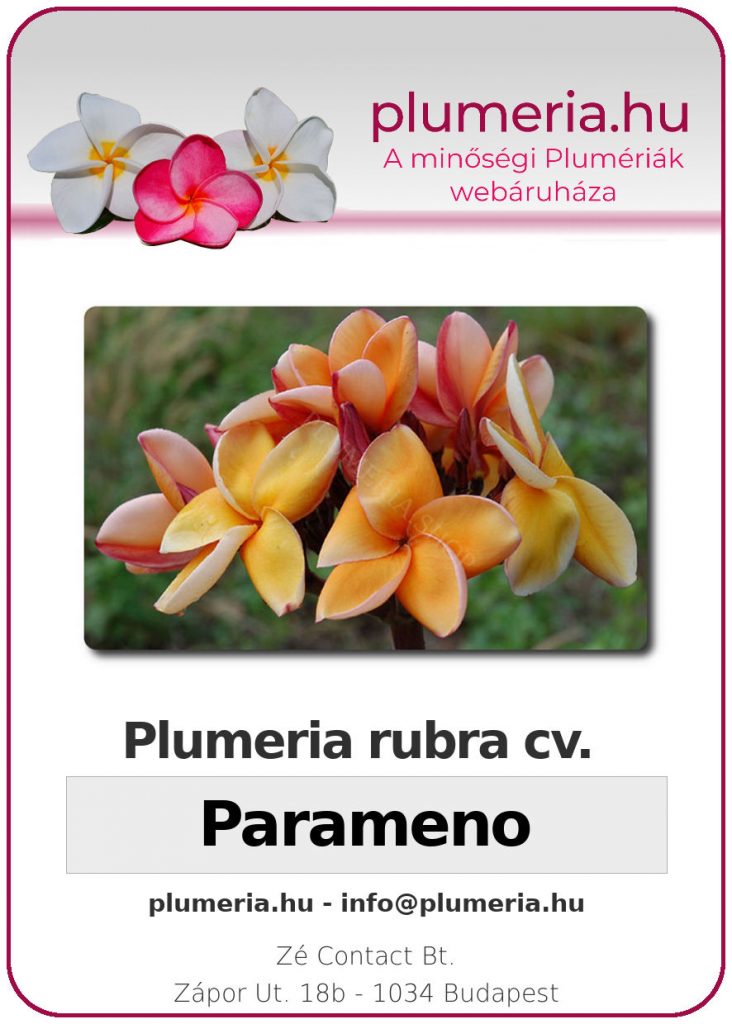 Plumeria rubra "Parameno"